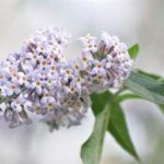 密蒙花有什么功效 密蒙花的功效和作用