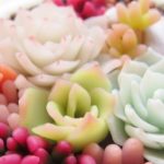 多肉叶插只长根不发芽是怎么回事？ 多肉叶插只长根不发芽的原因分析