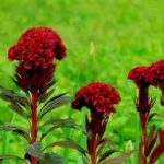 鸡冠花的用法与用量-鸡冠花的用量