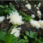 银耳的用量是多少 银耳的用法用量