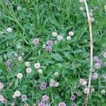 灯盏细辛的功效与作用2021 灯盏细辛有什么功效与作用