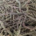 荆芥穗的功效与作用 荆芥穗的功效与作用什么