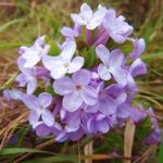 芫花的功效和作用2021 芫花的禁忌