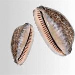 紫贝齿的功效和作用2021 紫贝齿的禁忌