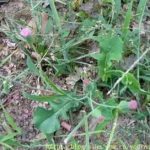 紫背草是不是一点红-紫背草的功效与作用