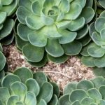 玉蝶多肉为什么要用黄土？ 玉蝶多肉用黄土的原因介绍