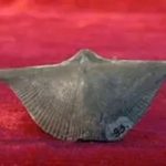 石燕的禁忌 石燕的最新的禁忌2021详解