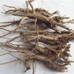 柴胡的食用方法 柴胡的食用方法和用量