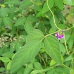 山黄豆藤的功效与作用 山黄豆藤的功效2021