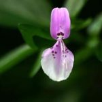 九头狮子草的用量 九头狮子草的用法用量