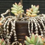 多肉化水怎么破？ 多肉化水紧急处理方法