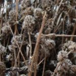 大头陈的功效与作用2021 大头陈具有什么功效与作用