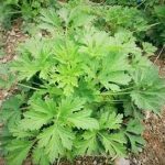 益母草的功效和作用 益母草的功效和作用及禁忌