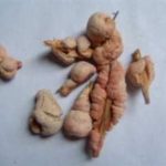 竹黄怎么吃功效最好 竹黄的功效与作用