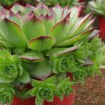 花卉养殖小课堂 多肉剪下来的花剑怎么繁殖？