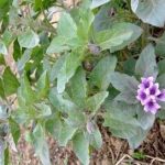 泡囊草的功效！ 泡囊草有什么功效