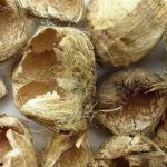 大腹皮的功效和作用 大腹皮的功效和作用及禁忌