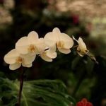 蝴蝶兰有什么作用和功效 蝴蝶兰的四大妙处