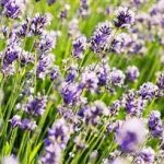 紫云英的功效和作用 紫云英的禁忌