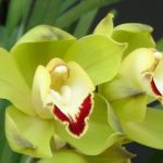 花卉养殖小课堂 怎样养殖兰花？