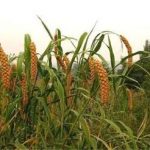 小米的功效与作用是什么 小米的功效与作用