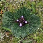 独一味有副作用吗 独一味的禁忌2021