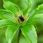 七叶一枝花有什么功效和作用 七叶一枝花的功效与作用