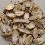 郁金的功效和作用 郁金的禁忌