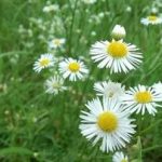 野菊花有什么功效与作用 野菊花的功效与主治