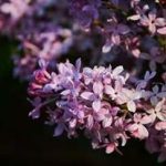 丁香泡水的功效 丁香的功效和作用