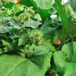 牛蒡有什么功效与作用 牛蒡的功效与作用