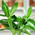 富贵竹喜欢阳光吗？富贵竹养殖四大技巧了解一下