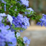 蓝雪花怎么扦插？做好这些养护工作 就能提高成活率