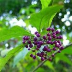 紫珠的功效和作用2021 紫珠的禁忌