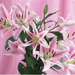 百合花有什么作用于功效 百合花的功效与作用