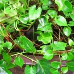 首乌藤有什么禁忌 首乌藤的禁忌