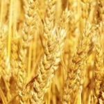 小麦有什么功效和作用 小麦的功效与作用2021详解