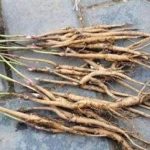 牡丹皮的禁忌人群 牡丹皮的禁忌及副作用