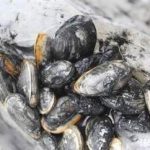 蚶有什么禁忌和副作用 蚶的禁忌