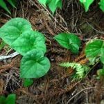 白细辛的用法 白细辛的用法用量