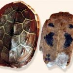 龟甲的禁忌 龟甲的禁忌人群