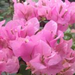 三角梅如何养殖？ 三角梅养殖条件一览