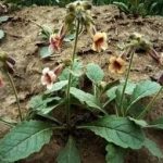 地黄有什么功效和作用 地黄的功效与作用