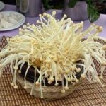 金针菇该如何栽培与管理 金针菇如何自己种