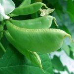 扁豆的用量是多少克 扁豆的用法用量