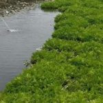 水芹菜能吃吗 水芹菜注意事项