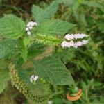 大尾摇有什么功效 大尾摇的功效与作用