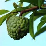 林檎什么营养价值-林檎有什么功效