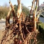 鹤草芽的别名-鹤草芽的功效与作用