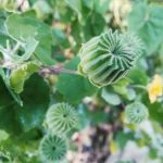 磨盘草的禁忌 磨盘草的禁忌2021详解